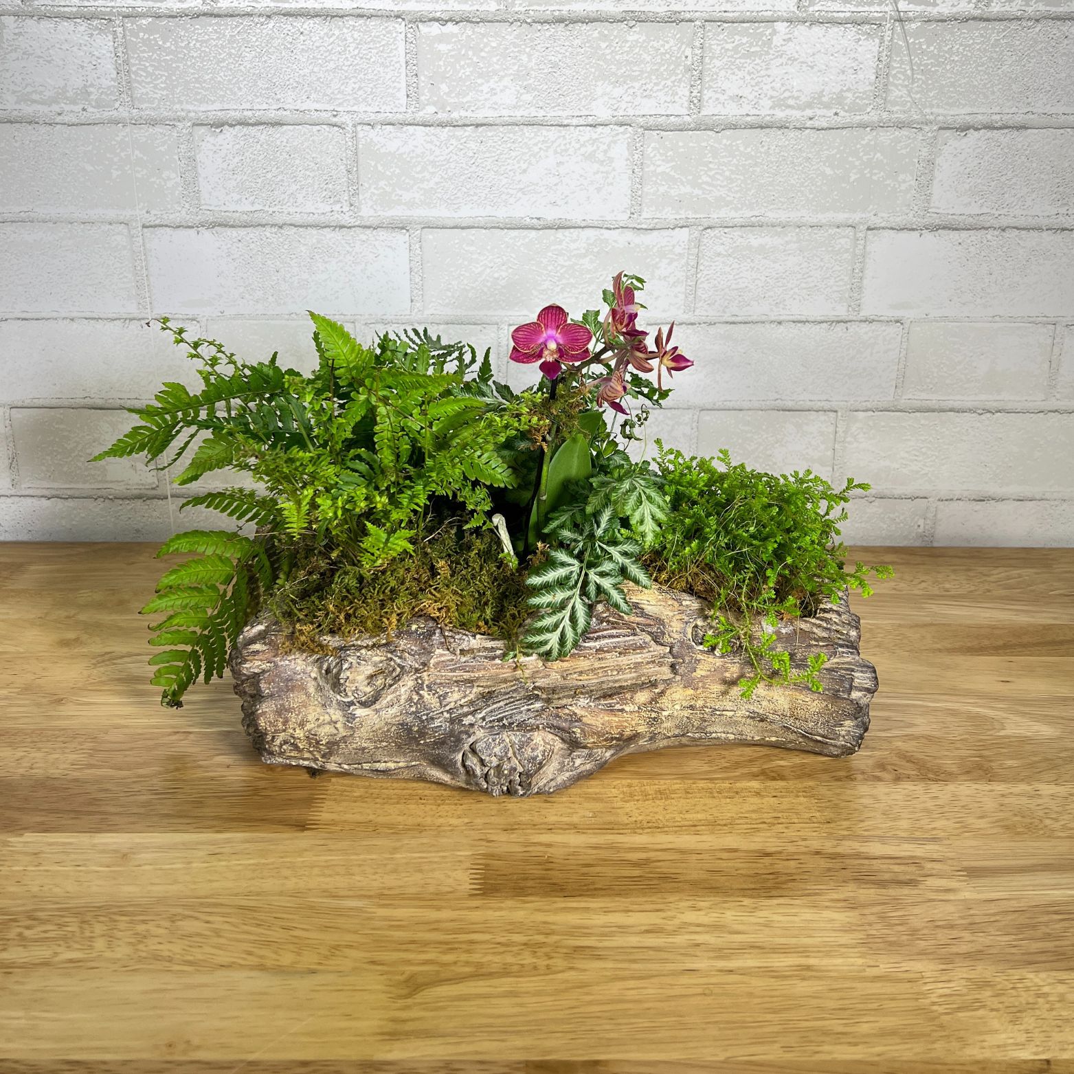 Mini Orchid Log Garden