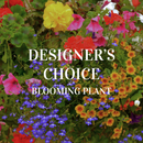 Designer's Choice Blooming Plant