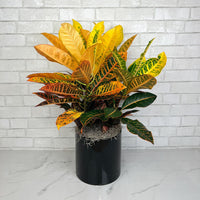 Croton