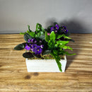 African Violets