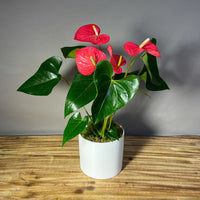 Anthurium