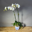 Double Stem Orchid