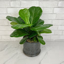 Fiddle Leaf Fig