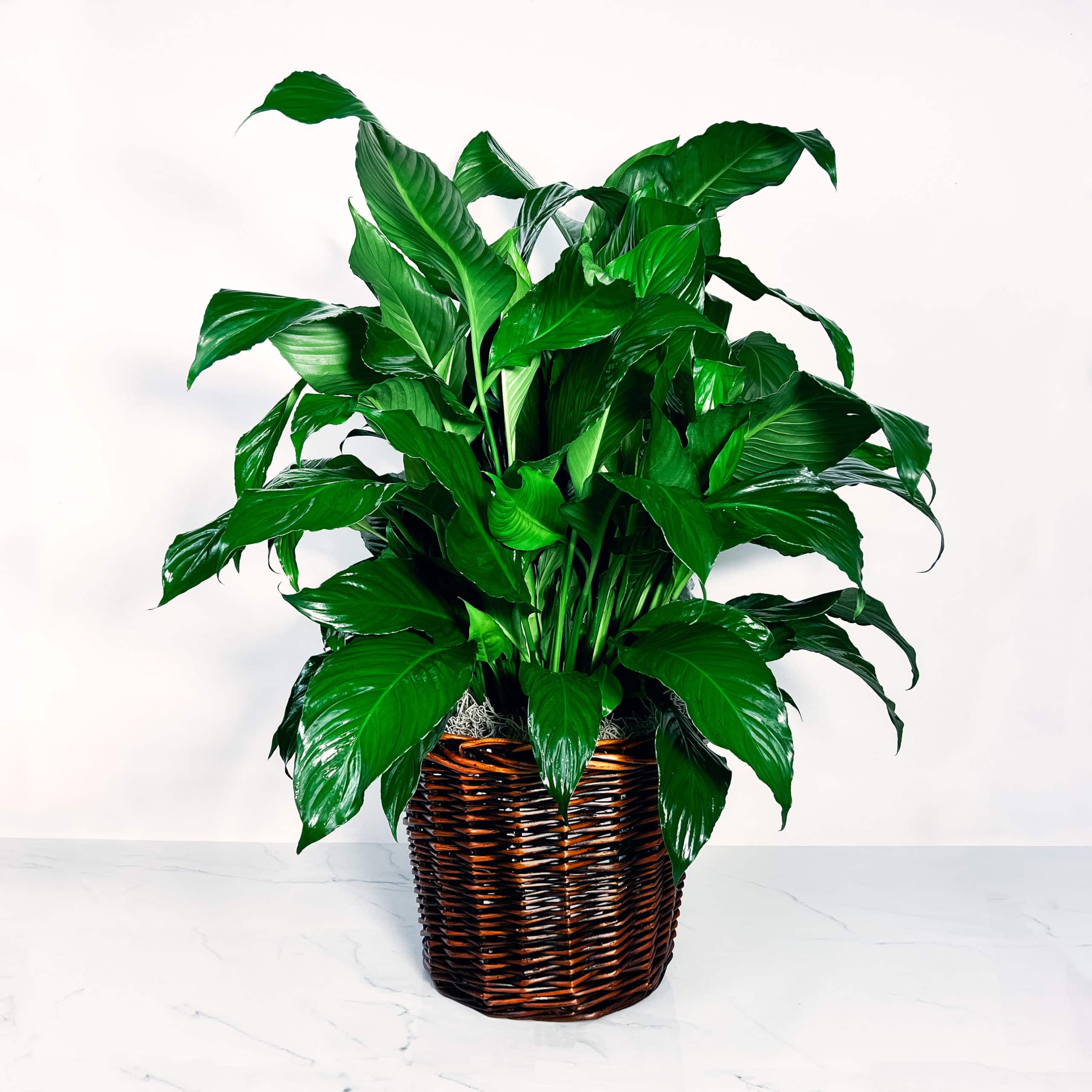 Spathiphyllum (Peace Lily)